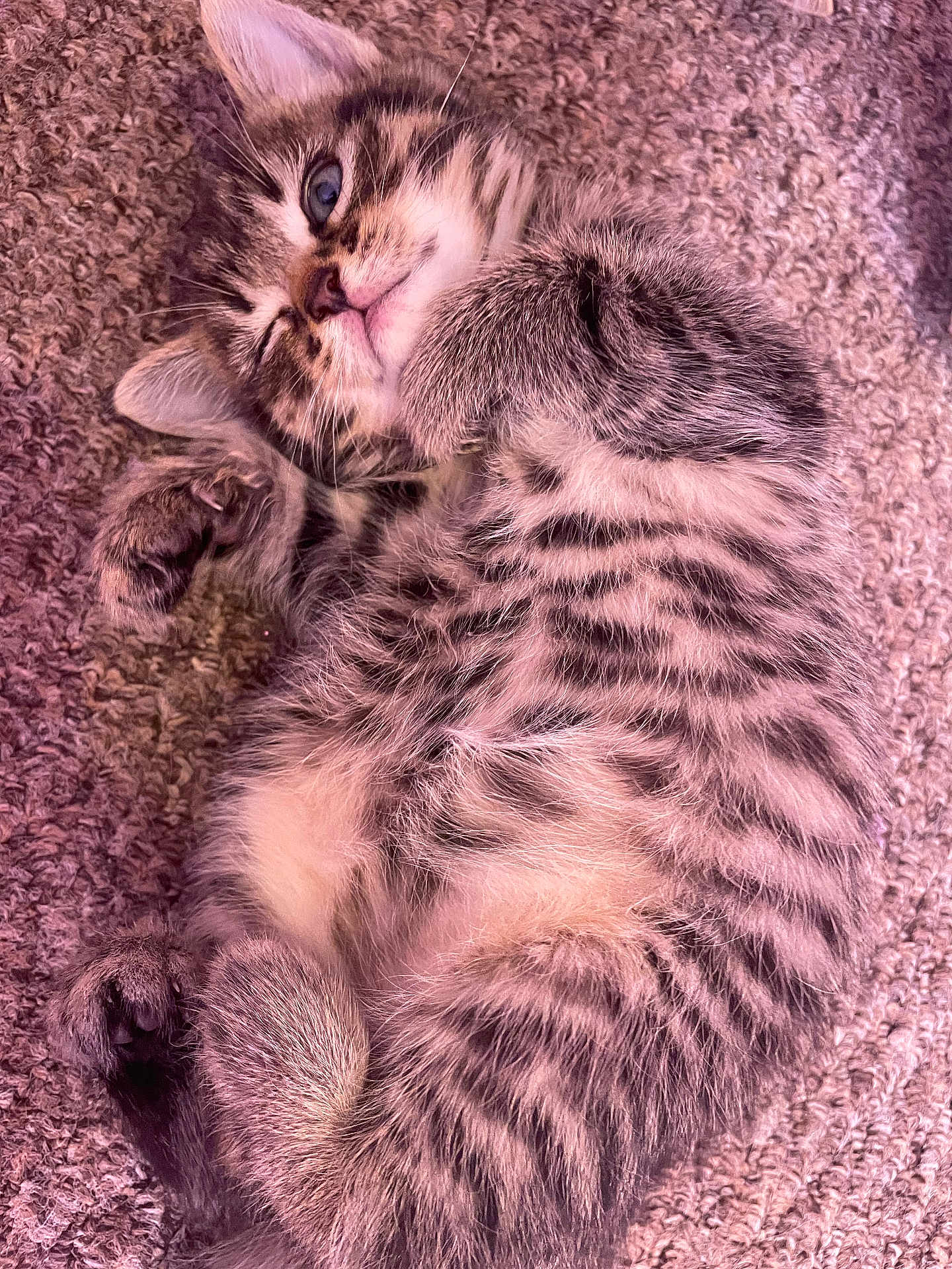 Missy joined the competition — help win amazing prizes! kitten, cat, tabby, fur, sleepy, pet, animal, cute, whiskers, paw, carpet, texture, indoor, cozy, resting, young, striped, mammal, small, feline