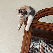 Coco is registered to the contest to win money with this photo: cat, calico, wooden_cabinet, glass_cabinet, drinking_glasses, cartoon_characters, stretching, indoor, furniture, relaxed, pet, animal, domestic, window_reflection, glass, colorful, whiskers, claws, paws, light