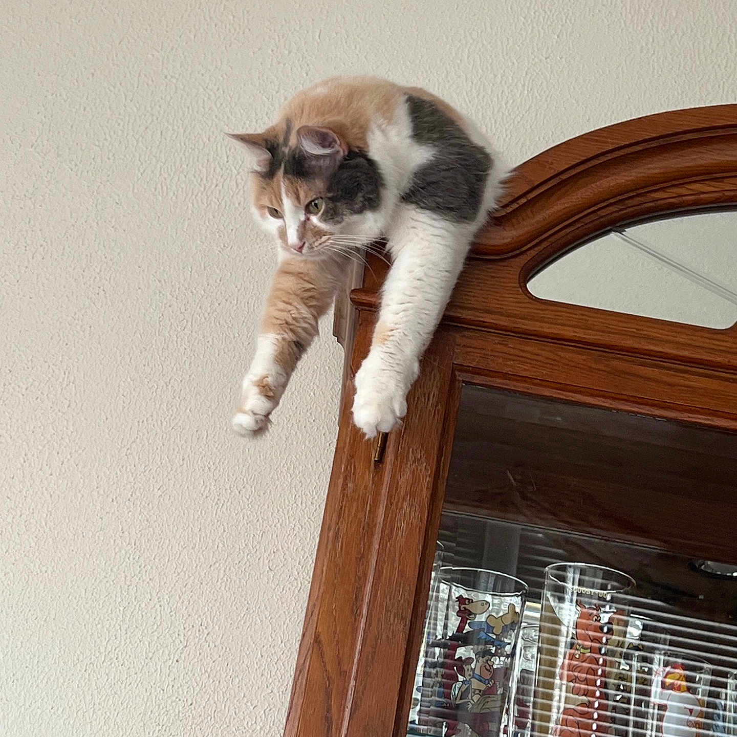 Coco is registered to the contest to win money with this photo: animal, calico, cartoon_characters, cat, claws, colorful, domestic, drinking_glasses, furniture, glass, glass_cabinet, indoor, light, paws, pet, relaxed, stretching, whiskers, window_reflection, wooden_cabinet