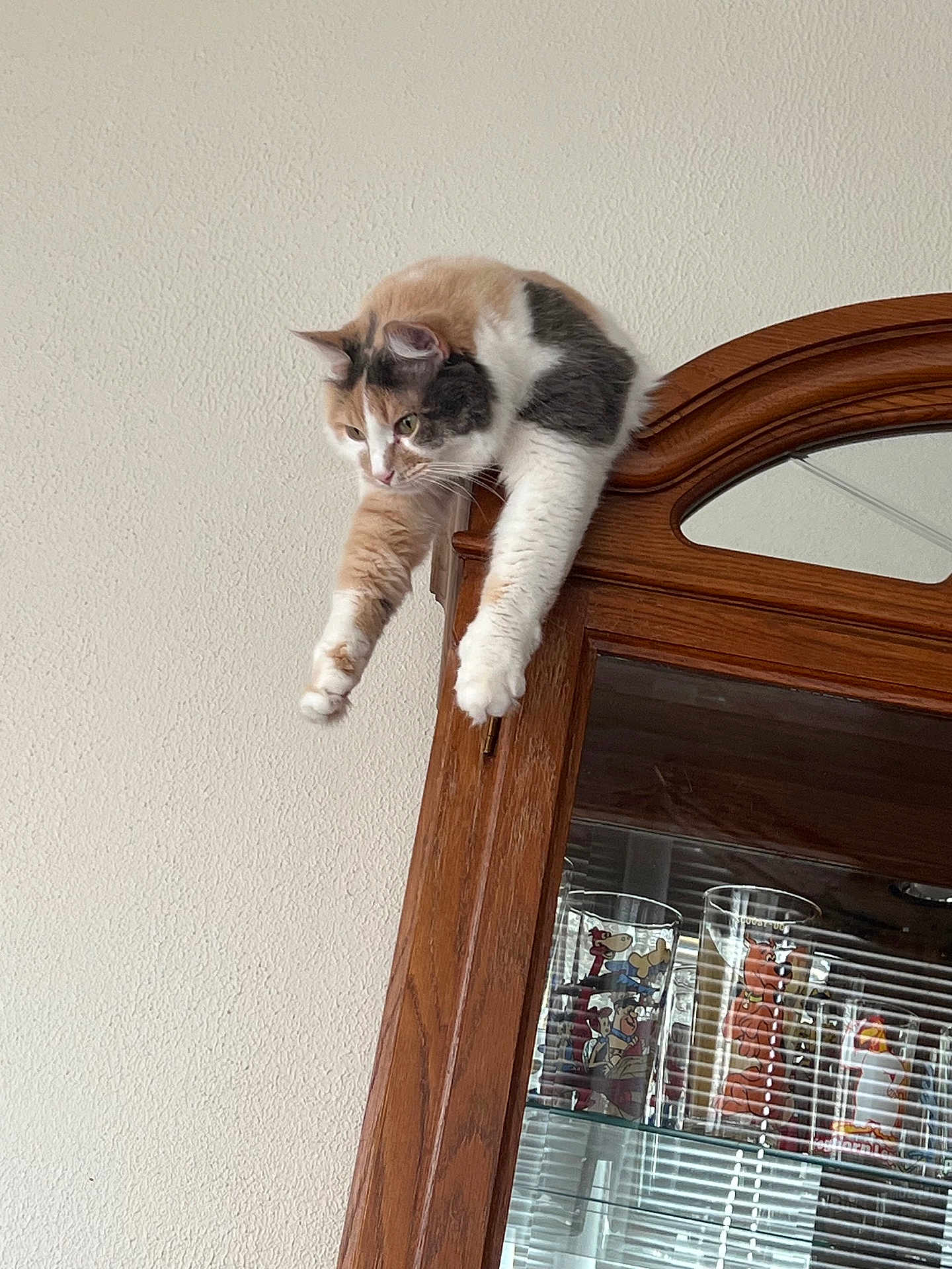 Coco is registered to the contest to win money with this photo: cat, calico, wooden_cabinet, glass_cabinet, drinking_glasses, cartoon_characters, stretching, indoor, furniture, relaxed, pet, animal, domestic, window_reflection, glass, colorful, whiskers, claws, paws, light