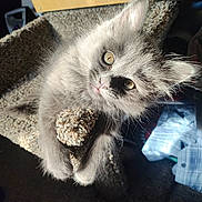 Sam joined the competition — help win amazing prizes! kitten, cat, pet, fluffy, gray_cat, fur, whiskers, eyes, paw, cat_tree, carpet, indoor, sunlight, close_up, portrait, playful, cute, furniture, looking_up, clinging