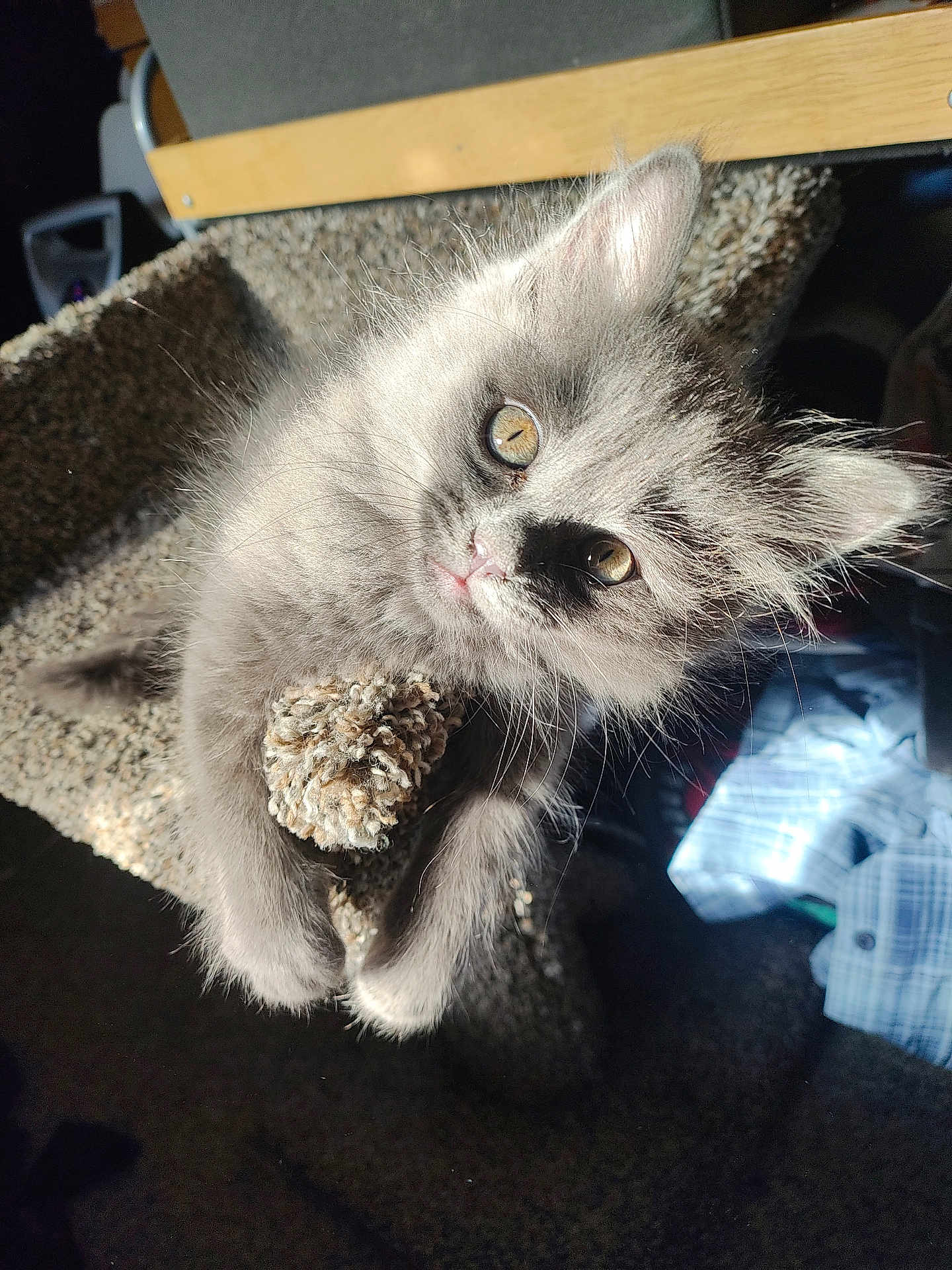 Sam joined the competition — help win amazing prizes! kitten, cat, pet, fluffy, gray_cat, fur, whiskers, eyes, paw, cat_tree, carpet, indoor, sunlight, close_up, portrait, playful, cute, furniture, looking_up, clinging