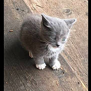 Mittens is registered to the contest to win money with this photo: kitten, cat, gray_kitten, white_paws, wooden_floor, hardwood, pet, young, feline, whiskers, sitting, small, domestic_animal, paws, cute, portrait, fur, curious, outdoor, closeup