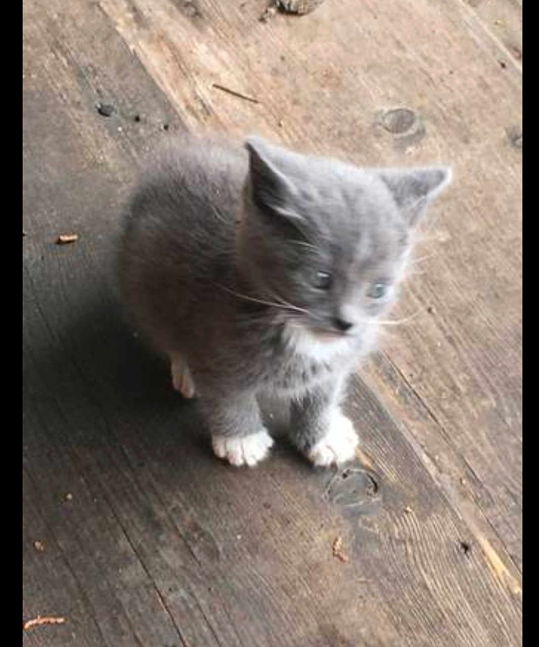 Mittens is registered to the contest to win money with this photo: kitten, cat, gray_kitten, white_paws, wooden_floor, hardwood, pet, young, feline, whiskers, sitting, small, domestic_animal, paws, cute, portrait, fur, curious, outdoor, closeup