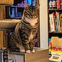 cat, tabby_cat, white_chest, paws, tail, cat_tree, shelf, books, bookcase, coffee_bag, canned_drink, energy_drink, wooden_surface, furniture, indoor, living_room, decorations, portrait, curious, whiskers