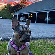 Lola joined the competition — help win amazing prizes! dog, french_bulldog, pink_harness, grass, sunset, sky, clouds, trees, parking_lot, cars, outdoor, pet, animal, canine, leash, building, evening, nature, portrait, cute
