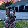 dog, french_bulldog, pink_harness, grass, sunset, sky, clouds, trees, parking_lot, cars, outdoor, pet, animal, canine, leash, building, evening, nature, portrait, cute
