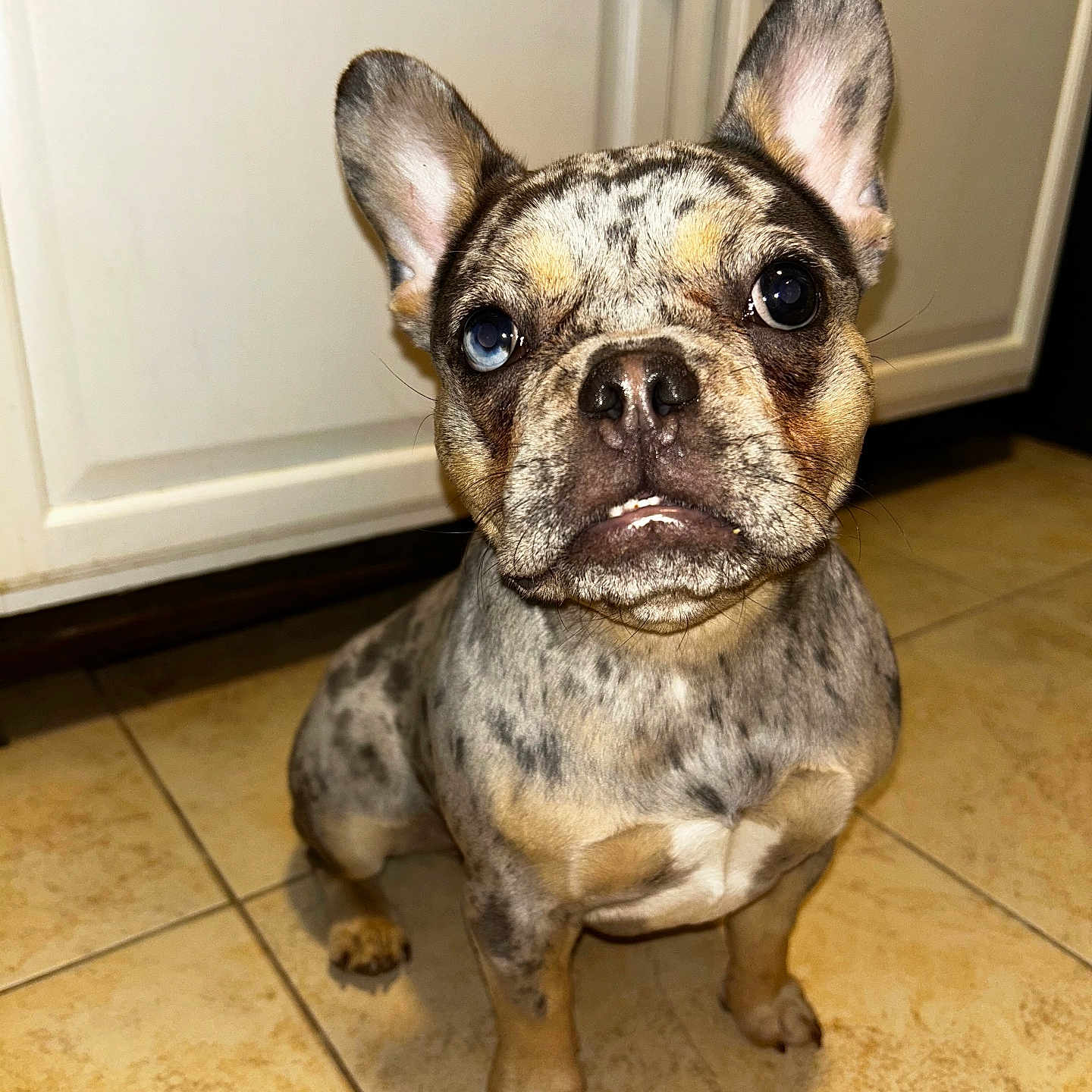 Lola is registered to the contest to win money with this photo: animal, blue_eye, brown_eye, cabinet, canine, cute, dog, ears_up, french_bulldog, heterochromia, indoor, kitchen, looking_up, merle_coat, pet, portrait, short_hair, sitting, small_dog, tile_floor