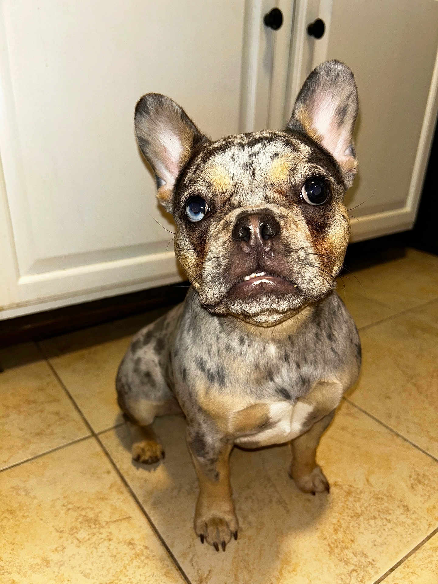 Lola is registered to the contest to win money with this photo: french_bulldog, dog, pet, canine, heterochromia, blue_eye, brown_eye, merle_coat, indoor, kitchen, tile_floor, cabinet, animal, cute, portrait, sitting, looking_up, ears_up, short_hair, small_dog