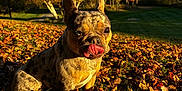 Lola joined the competition — help win amazing prizes! dog, french_bulldog, autumn, leaves, outdoor, fall_foliage, grass, sunlight, tongue, pet, nature, tree, park, cute, animal, canine, seasonal, daylight, playful, scenery