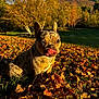dog, french_bulldog, autumn, leaves, outdoor, fall_foliage, grass, sunlight, tongue, pet, nature, tree, park, cute, animal, canine, seasonal, daylight, playful, scenery