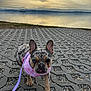 Lola is registered to the contest to win money with this photo: french_bulldog, puppy, dog, pink_harness, leash, outdoor, pavement, lake, water, cloudy_sky, sunset, animal, pet, walking, patterned_pavement, grass, nature, small_dog, cute, tongue_out