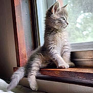 Shelby is registered to the contest to win money with this photo: kitten, cat, windowsill, window, wood, fur, pet, animal, indoor, young, gray, fluffy, curious, relaxed, paw, side_view, daylight, home, cute, resting