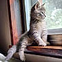kitten, cat, windowsill, window, wood, fur, pet, animal, indoor, young, gray, fluffy, curious, relaxed, paw, side_view, daylight, home, cute, resting