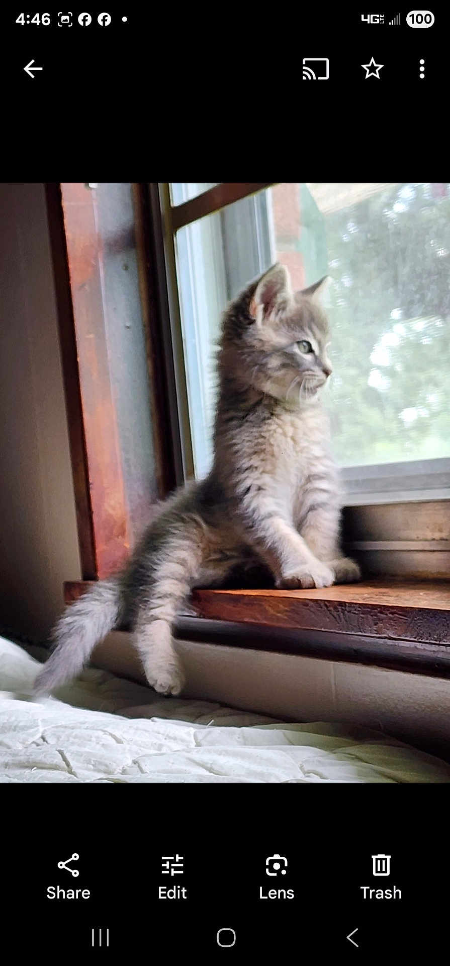 Shelby is registered to the contest to win money with this photo: kitten, cat, windowsill, window, wood, fur, pet, animal, indoor, young, gray, fluffy, curious, relaxed, paw, side_view, daylight, home, cute, resting