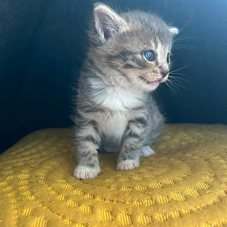 Cookie a rejoint le concours — aidez-le/la à gagner de superbes lots ! animal, blue_eyes, cat, closeup, curious, cute, domestic_cat, feline, fur, indoor, kitten, pet, side_view, sitting, small, soft_light, texture, whiskers, yellow_surface, young