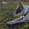 dog, grass, stick, outdoor, nature, sunset, trees, animal, canine, collar, chewing, side_view, field, sunlight, quiet, relaxing, brown, white, black, pet