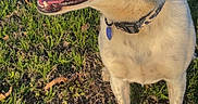 Clark joined the competition — help win amazing prizes! dog, animal, pet, grass, outdoor, sunlight, canine, collar, ears, smiling, nature, daylight, muzzle, fur, tongue, happy, friendly, side_view, standing, background