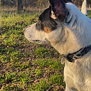 Clark joined the competition — help win amazing prizes! dog, side_profile, outdoor, grass, field, trees, sunlight, collar, pet, animal, nature, ears, alert, brown, white, black, fur, daytime, canine, looking