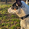 dog, side_profile, outdoor, grass, field, trees, sunlight, collar, pet, animal, nature, ears, alert, brown, white, black, fur, daytime, canine, looking