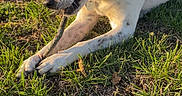 Clark joined the competition — help win amazing prizes! animal, black, brown, chewing, collar, daytime, dog, ears, field, grass, ground, leaf, nature, outdoor, paws, pet, snout, stick, sunlight, white