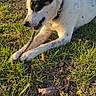 Clark joined the competition — help win amazing prizes! dog, grass, stick, outdoor, sunlight, nature, pet, animal, collar, chewing, white, black, brown, ears, snout, paws, ground, leaf, field, daytime