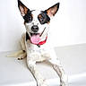Clark joined the competition — help win amazing prizes! dog, canine, pet, white_background, collar, tongue_out, ears_up, happy, smiling, animal, domestic_animal, lying_down, front_legs, close_up, studio_photo, friendly, cute, alert, black_and_white, spotted