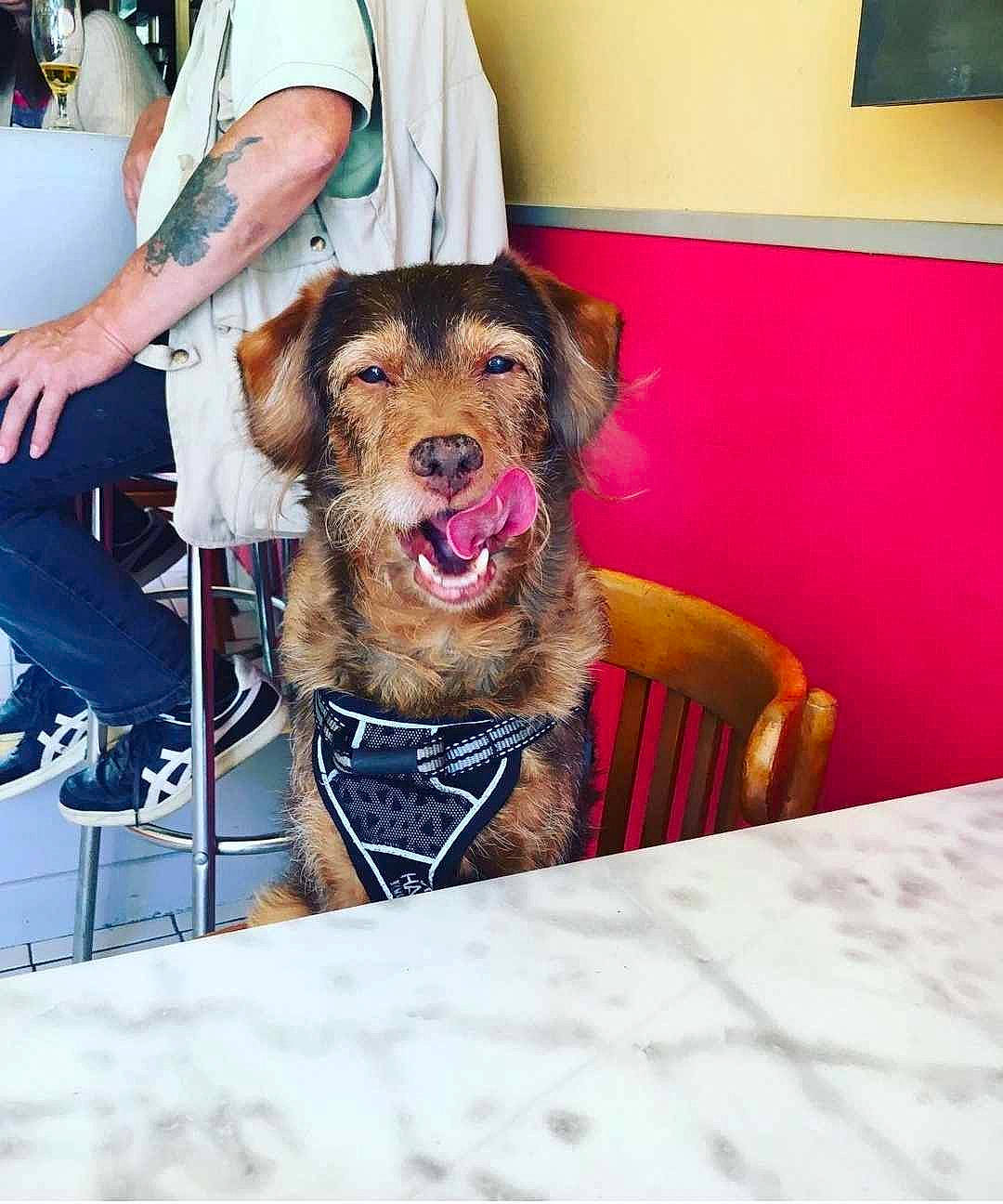 Jules a rejoint le concours — aidez-le/la à gagner de superbes lots ! bathing, carnivore, chair, collar, companion_dog, dog, dog_breed, dog_clothes, dog_collar, flooring, fun, fur, leash, liver, picture_frame, shorts, sitting, table, terrier, toy_dog