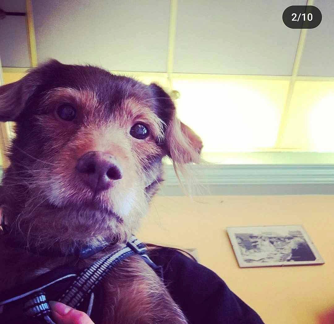 Jules a rejoint le concours — aidez-le/la à gagner de superbes lots ! canidae, carnivore, cloud, companion_dog, dog, dog_breed, eyewear, fur, happy, metal, meteorological_phenomenon, puppy, puppy_love, selfie, snout, sporting_group, square, toy_dog, whiskers, working_animal