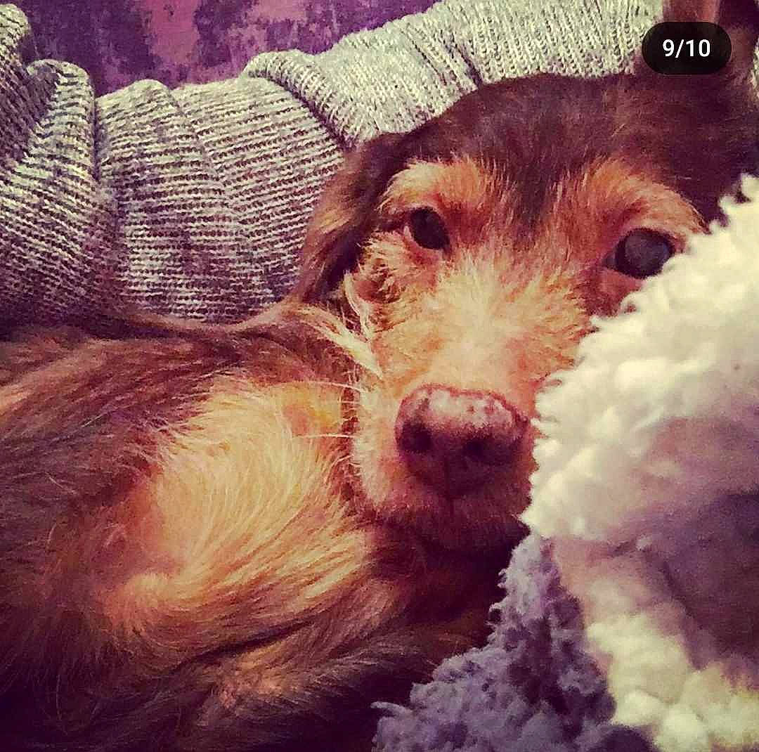 Jules a rejoint le concours — aidez-le/la à gagner de superbes lots ! beauty, canidae, carnivore, cloud, companion_dog, dog, dog_breed, ear, fawn, fur, happy, liver, paw, sky, snout, sporting_group, terrestrial_animal, toy_dog, whiskers, working_animal