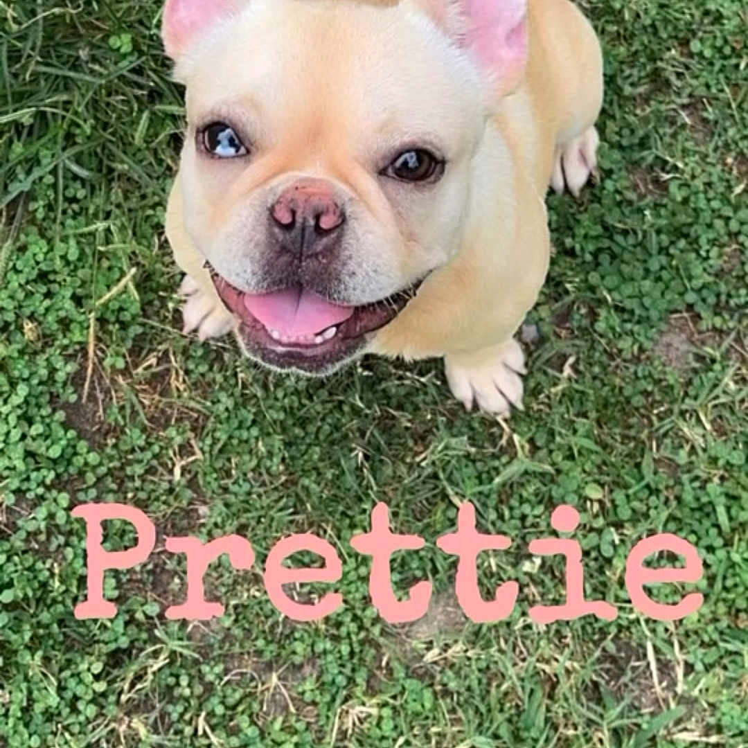 Prettie joined the competition — help win amazing prizes! animal, bostonbull, boxer, bulldog, canine, dog, frenchbulldog, grass, lawn, pet, pitbull, plant, puppy