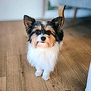 Jagger a rejoint le concours — aidez-le/la à gagner de superbes lots ! animal, blurred_background, canine, companion, cute, dog, domestic_animal, ears, eyes, fluffy, fur, house, indoors, looking, mammal, pet, portrait, small_dog, standing, wooden_floor