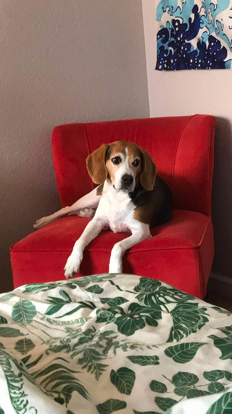 Roscoe joined the competition — help win amazing prizes! american_foxhound, beagle, beagle_harrier, beaglier, canidae, carnivore, companion_dog, coonhound, dog, dog_breed, english_foxhound, estonian_hound, finnish_hound, hamiltonstovare, harrier, mammal, pocket_beagle, serbian_tricolour_hound, treeing_walker_coonhound, vertebrate