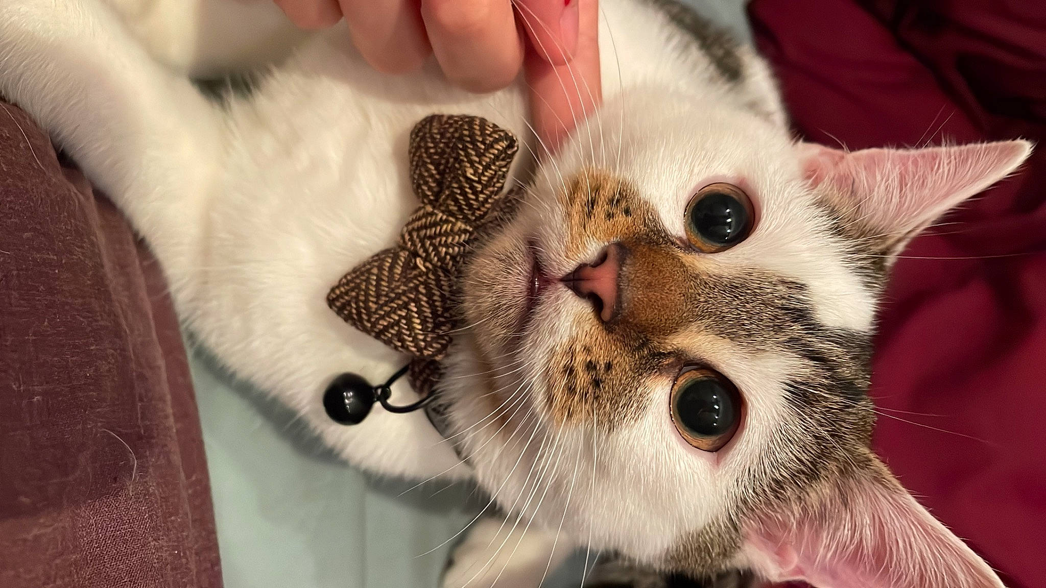 Phil joined the competition — help win amazing prizes! carnivore, cat, cat_supply, claw, close_up, comfort, domestic_short_haired_cat, ear, eyelash, fang, fawn, felidae, fur, paw, small_to_medium_sized_cats, snout, whiskers