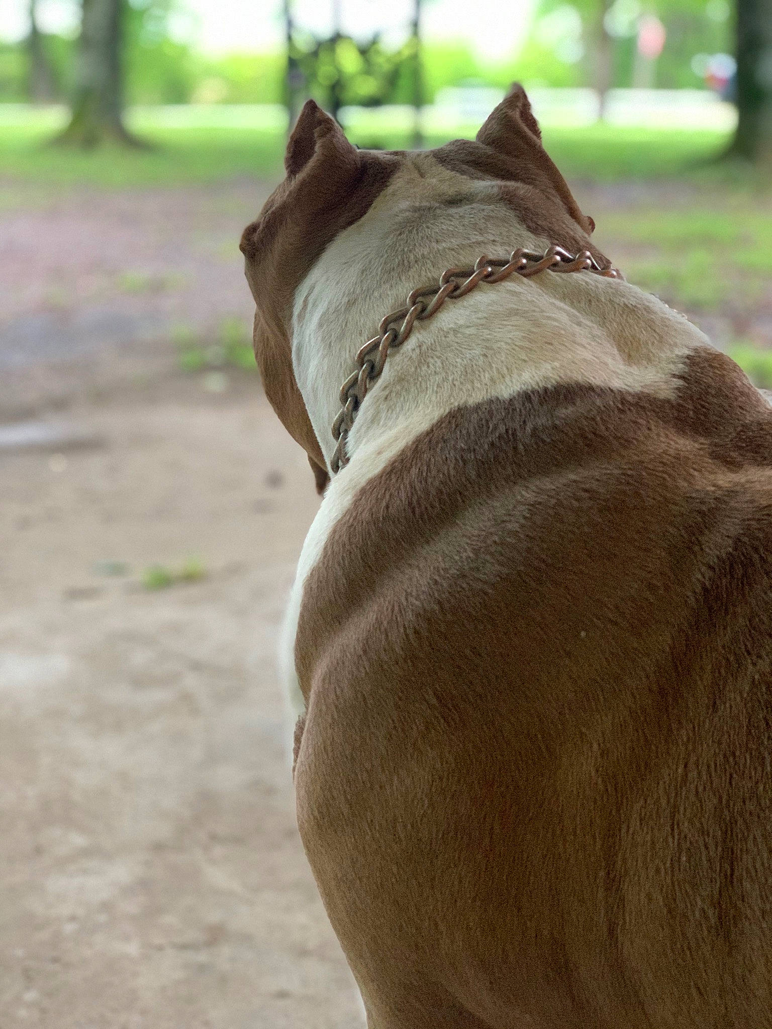 Misha Tate is registered to the contest to win money with this photo: american_pit_bull_terrier, american_staffordshire_terrier, canidae, carnivore, dog, dog_breed, fawn, mammal, non_sporting_group, olde_english_bulldogge, pit_bull, snout, tail