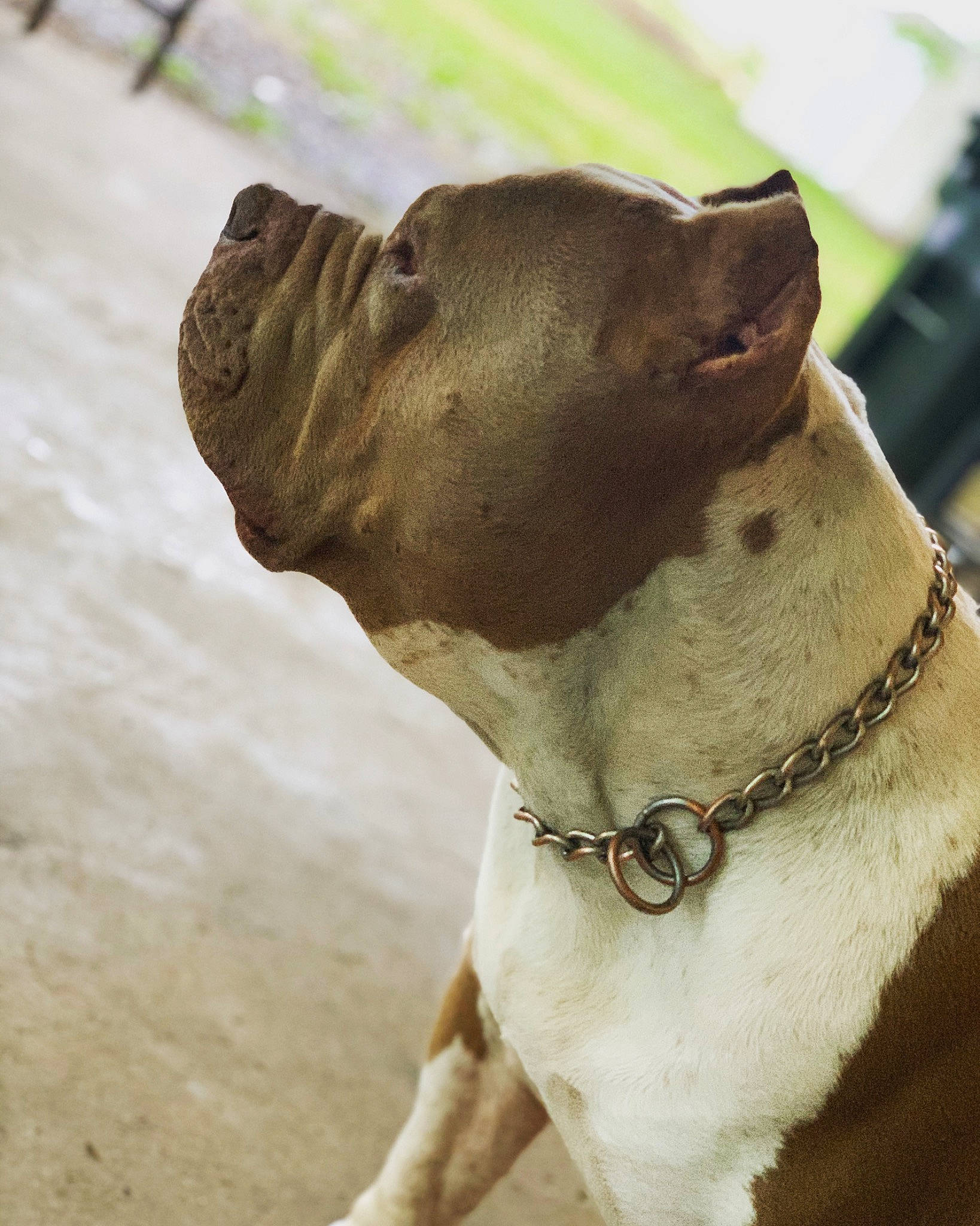 Misha Tate is registered to the contest to win money with this photo: american_bulldog, american_pit_bull_terrier, american_staffordshire_terrier, ancient_dog_breeds, bully_kutta, canidae, carnivore, collar, dog, dog_breed, dog_collar, fawn, leash, non_sporting_group, olde_english_bulldogge, pit_bull, rare_breed_dog, snout, sporting_group, staffordshire_bull_terrier