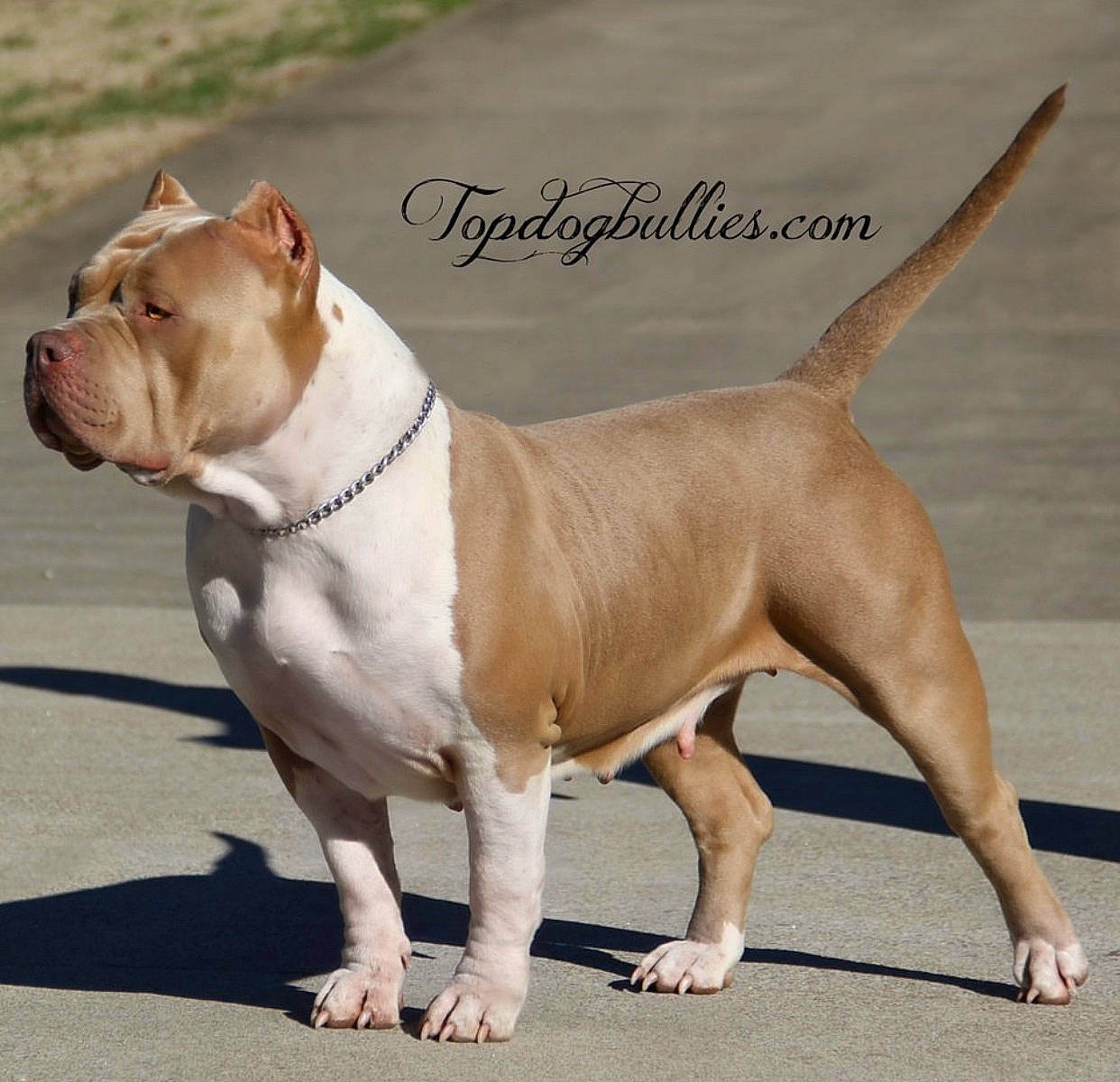 Misha Tate joined the competition — help win amazing prizes! american_pit_bull_terrier, american_staffordshire_terrier, ancient_dog_breeds, bull_and_terrier, bulldog, canidae, carnivore, companion_dog, dog, dog_breed, fawn, mammal, molosser, non_sporting_group, pit_bull, rare_breed_dog, renascence_bulldogge, snout, sporting_group, vertebrate