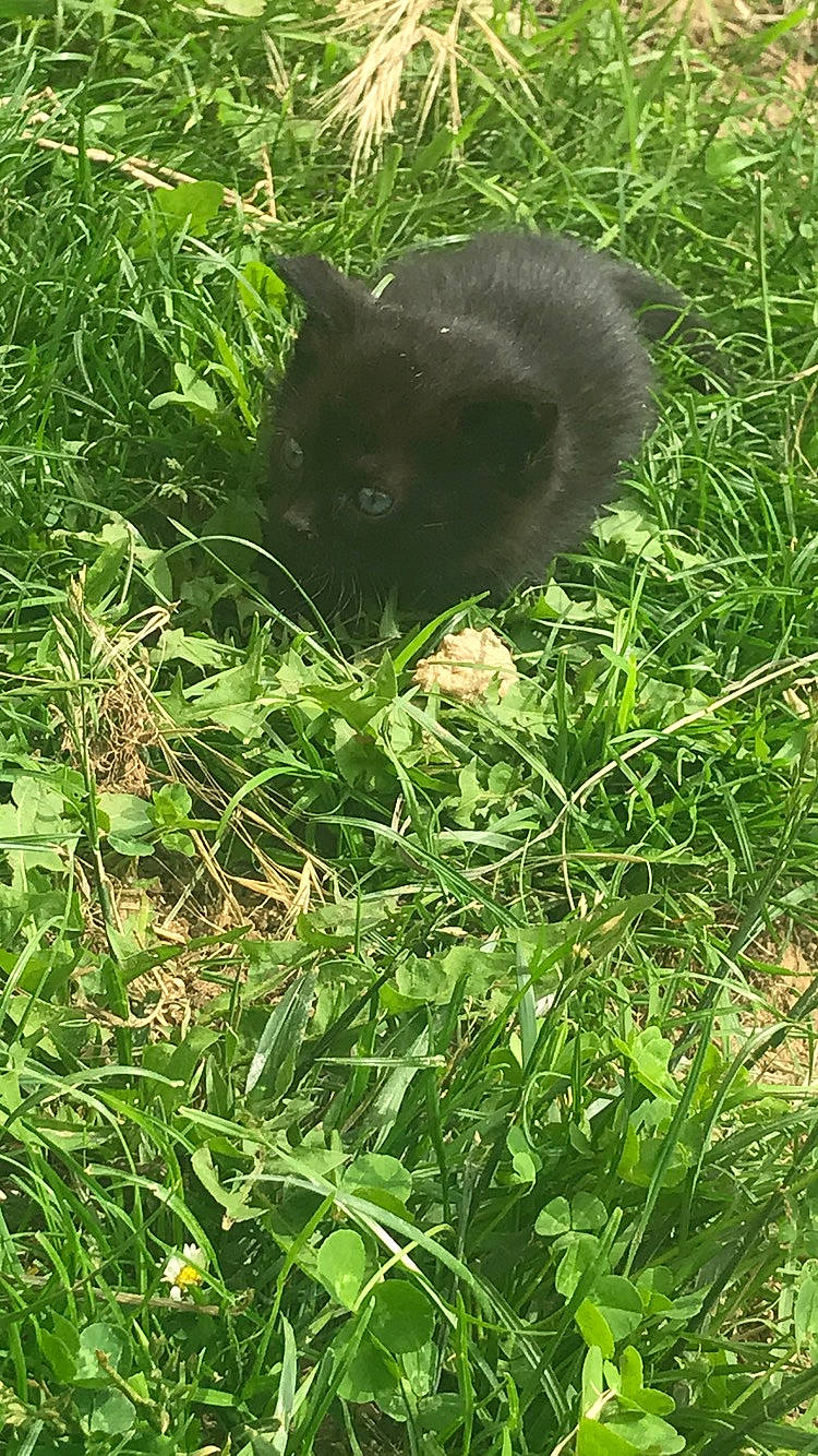 Moumoune a rejoint le concours — aidez-le/la à gagner de superbes lots ! black_cat, carnivore, cat, chartreux, felidae, grass, grass_family, lawn, plant, small_to_medium_sized_cats