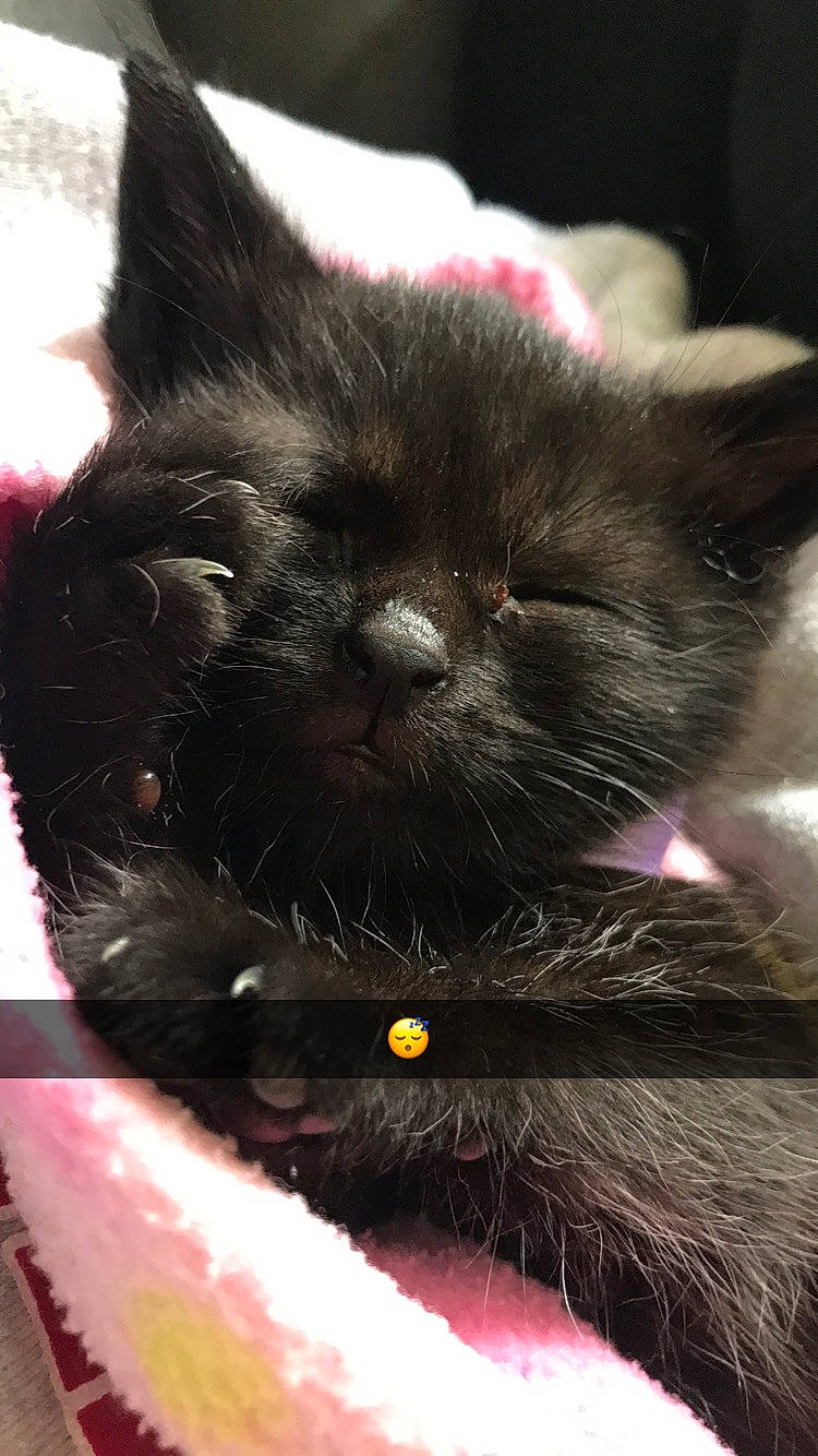 Moumoune a rejoint le concours — aidez-le/la à gagner de superbes lots ! asian, black_cat, carnivore, cat, claw, domestic_long_haired_cat, felidae, fur, kitten, mammal, persian, small_to_medium_sized_cats, snout, vertebrate, whiskers