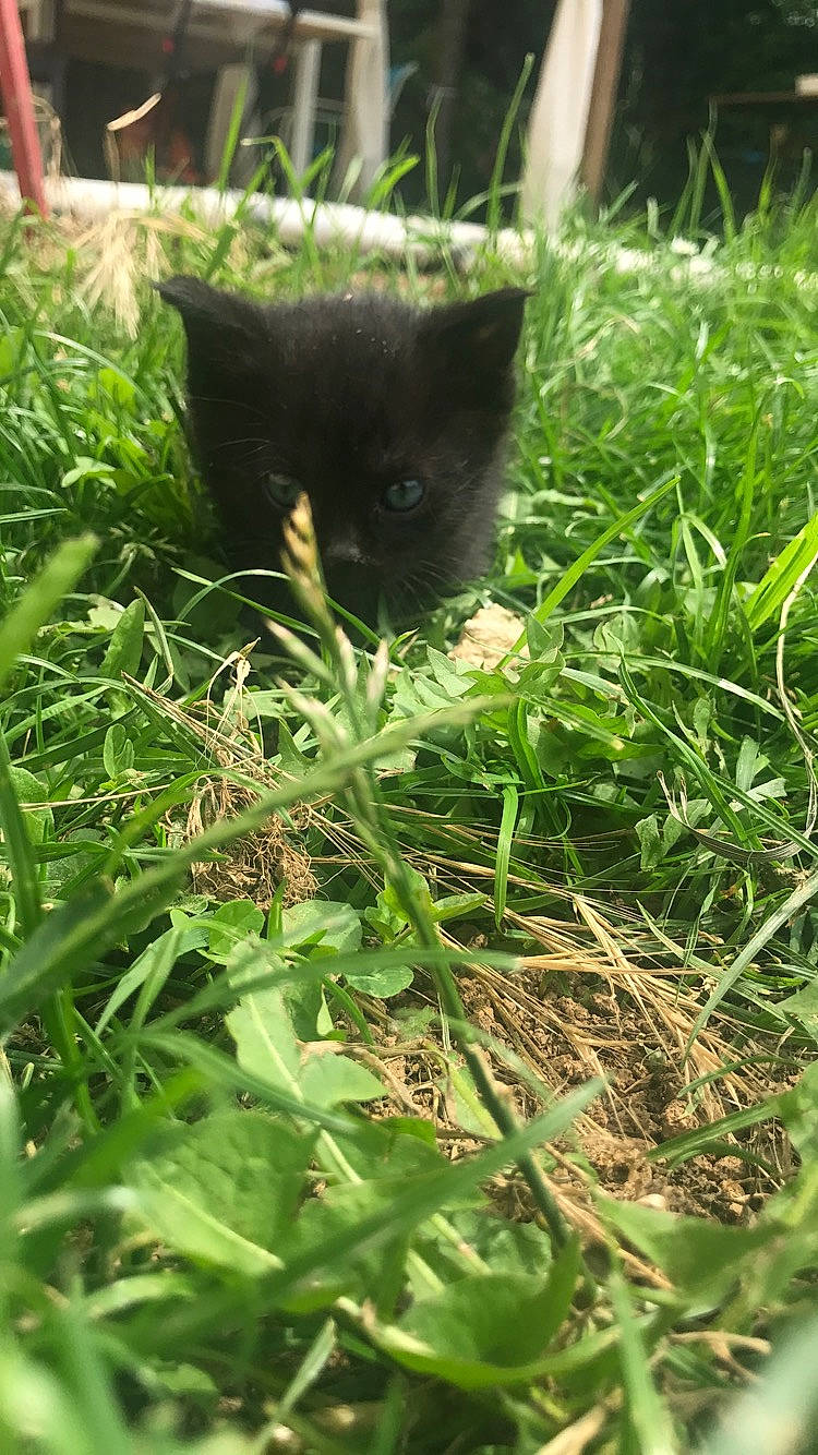 Moumoune a rejoint le concours — aidez-le/la à gagner de superbes lots ! black_cat, bombay, carnivore, cat, domestic_short_haired_cat, felidae, grass, grass_family, kitten, lawn, organism, plant, shrub, small_to_medium_sized_cats, whiskers