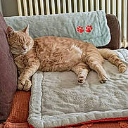 Petrus participe au concours pour gagner de l'argent avec cette photo : cat, sleeping, ginger_cat, blanket, couch, paw_prints, indoor, pet, feline, resting, cozy, fur, relaxation, home, comfortable, soft_texture, radiator, paws, living_room, quiet