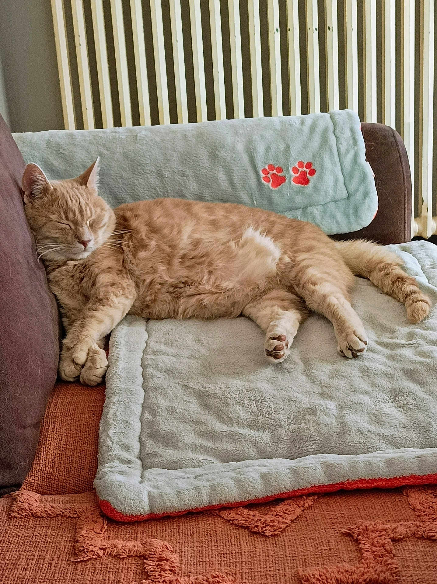 Petrus participe au concours pour gagner de l'argent avec cette photo : cat, sleeping, ginger_cat, blanket, couch, paw_prints, indoor, pet, feline, resting, cozy, fur, relaxation, home, comfortable, soft_texture, radiator, paws, living_room, quiet