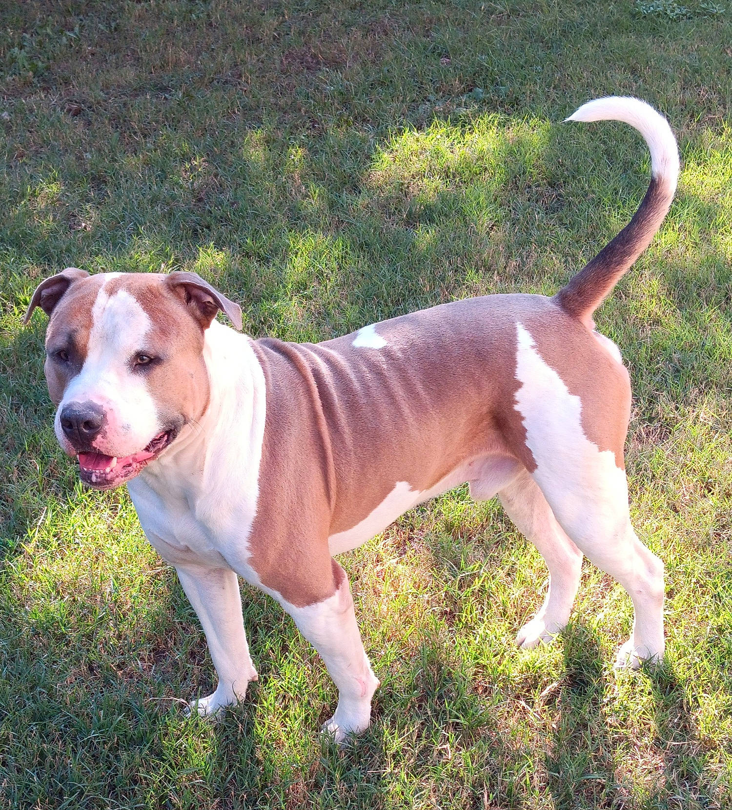 Buster joined the competition — help win amazing prizes! ancient_dog_breeds, canidae, carnivore, collar, companion_dog, dog, dog_breed, dog_collar, dog_supply, fawn, grass, leash, non_sporting_group, pet_supply, plant, snout, sporting_group, tail, working_animal, working_dog