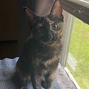 Hazel joined the competition — help win amazing prizes! blanket, cat, cozy, curious, curtain, domestic_animal, ears, feline, fur_pattern, home, indoor, natural_light, paw, pet, relaxed, sitting, soft_light, tortoiseshell, whiskers, window