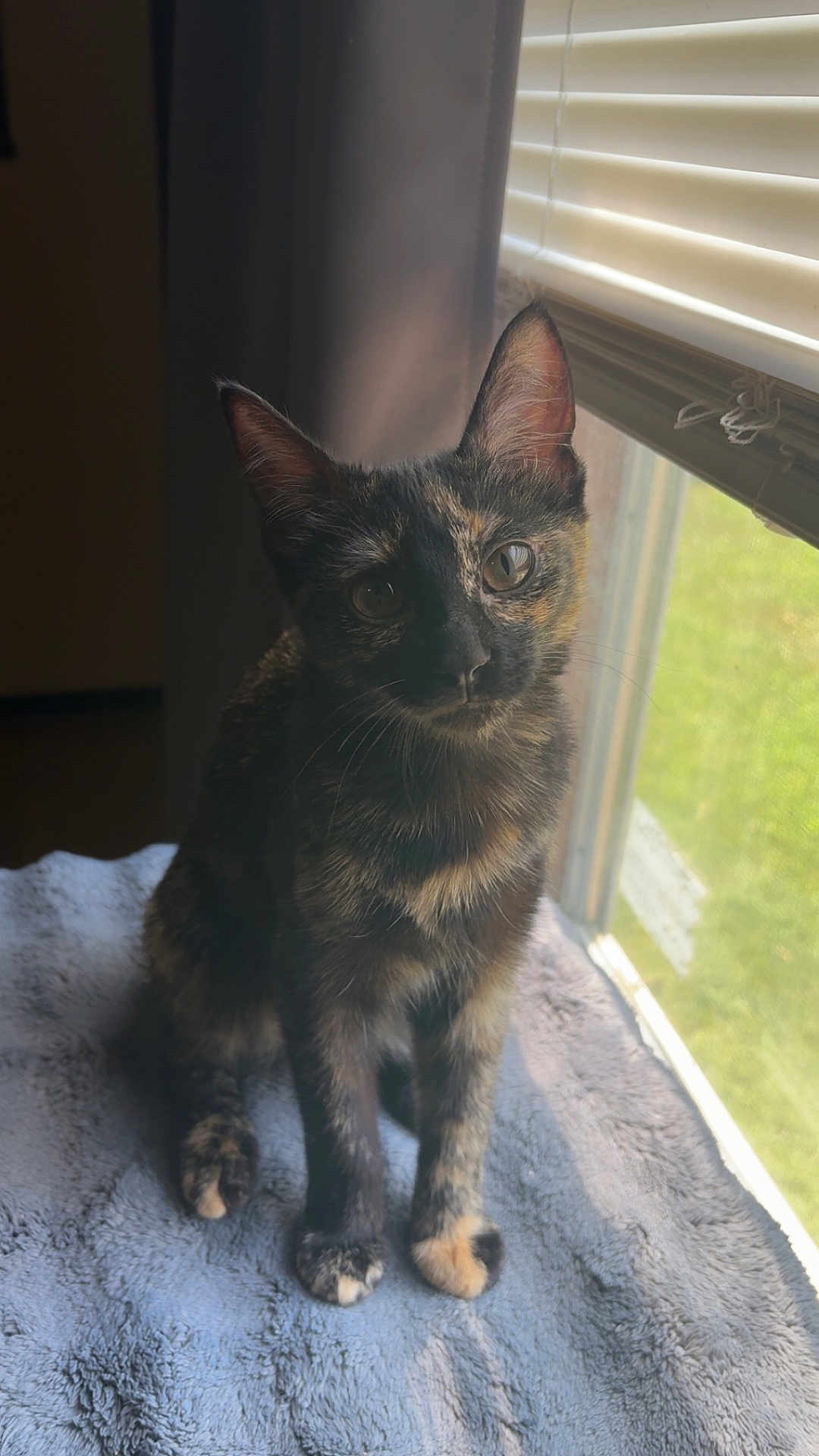 Hazel