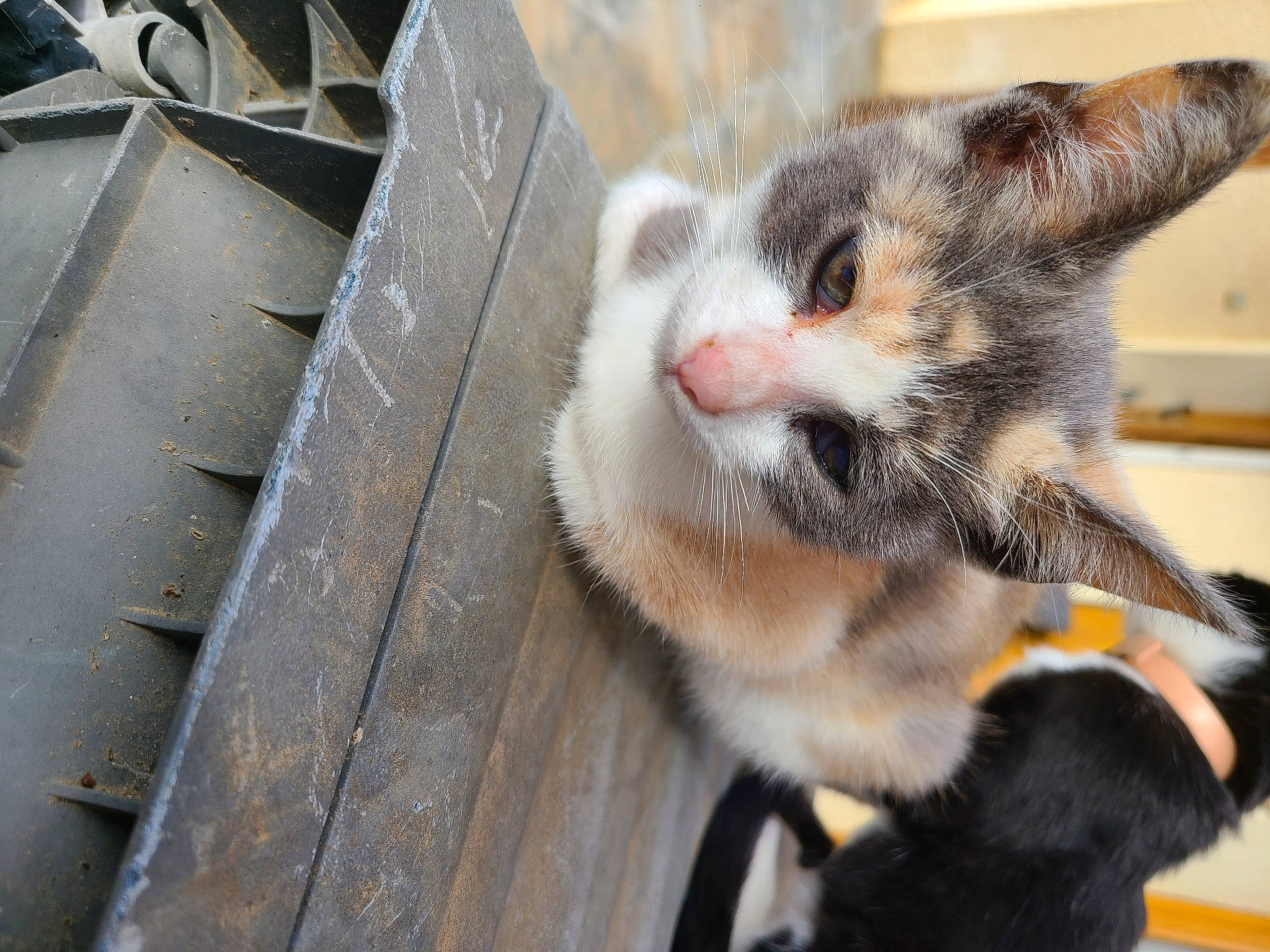 Grisouille participe au concours pour gagner de l'argent avec cette photo : automotive_tire, carnivore, cat, claw, domestic_short_haired_cat, felidae, fur, paw, small_to_medium_sized_cats, snout, tail, whiskers, window, wood