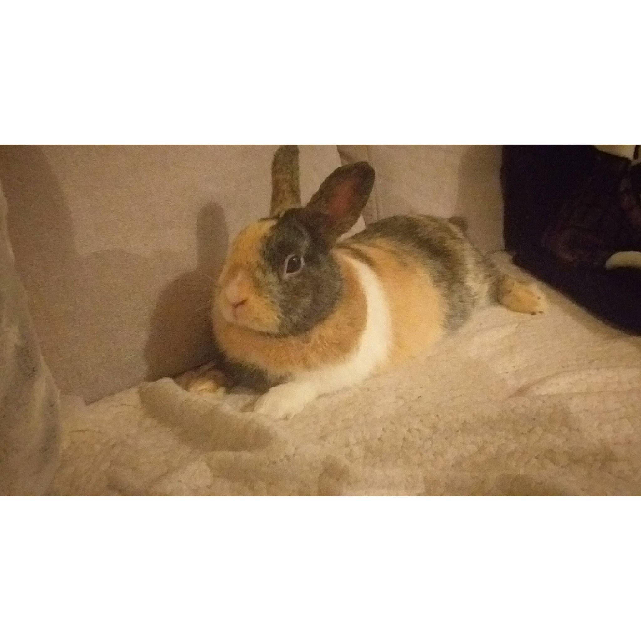 Rousty participe au concours pour gagner de l'argent avec cette photo : beige, brown, comfort, domestic_rabbit, fawn, grey, hare, iris, organism, rabbit, rabbits_and_hares, skin, snapshot, snout, terrestrial_animal, whiskers, wood_rabbit