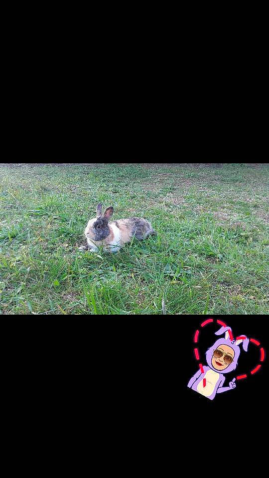 Rousty a rejoint le concours — aidez-le/la à gagner de superbes lots ! canidae, carnivore, dog, ear, grass, lawn, photography, puppy, shih_tzu, yorkshire_terrier