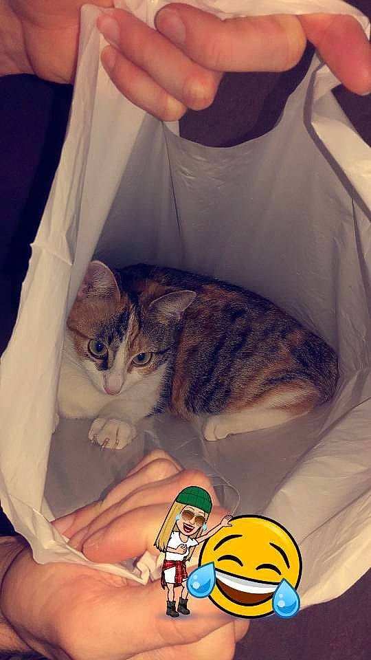 Mya a rejoint le concours — aidez-le/la à gagner de superbes lots ! american_shorthair, arm, carnivore, cat, child, domestic_short_haired_cat, ear, european_shorthair, eye, felidae, hand, joint, shoulder, small_to_medium_sized_cats, whiskers