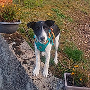 Akira a rejoint le concours — aidez-le/la à gagner de superbes lots ! dog, black_and_white, harness, stone_wall, garden, plants, flowers, grass, outdoor, daylight, moss, potted_plant, curious, pet, canine, nature, small_dog, alert, leaves, soil